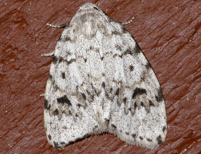 Image of Little White Lichen Moth