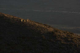 Image of Guanaco