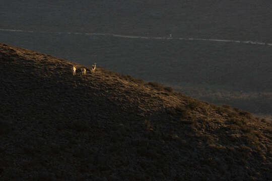 Image of Guanaco