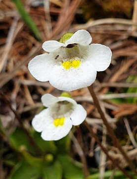 Image of Pinguicula alpina L.