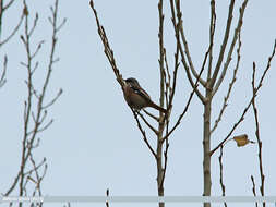 Image of Eversmann's Redstart