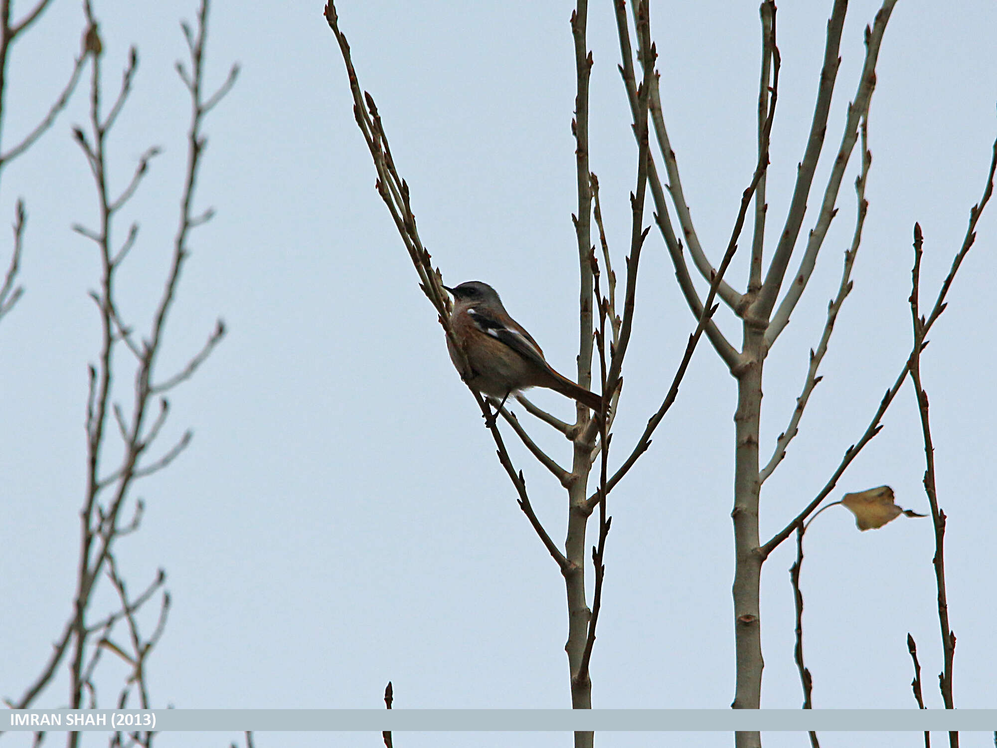 Image of Eversmann's Redstart