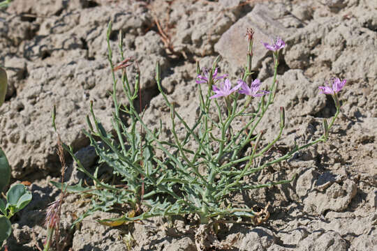 Image of desert wirelettuce