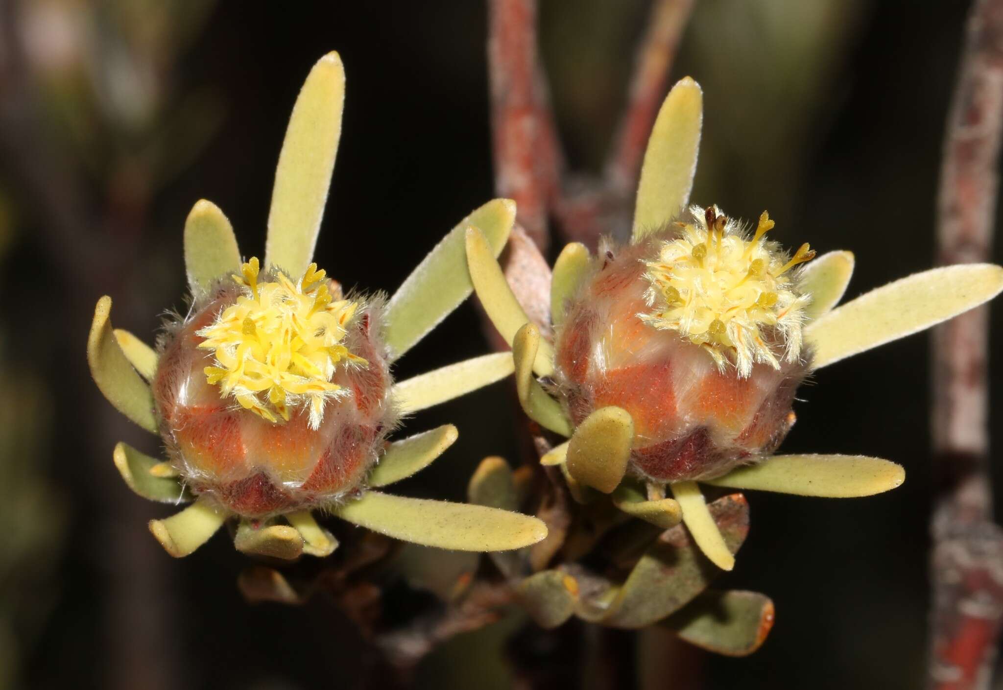 Image de Leucadendron nitidum Buek ex Meissn.