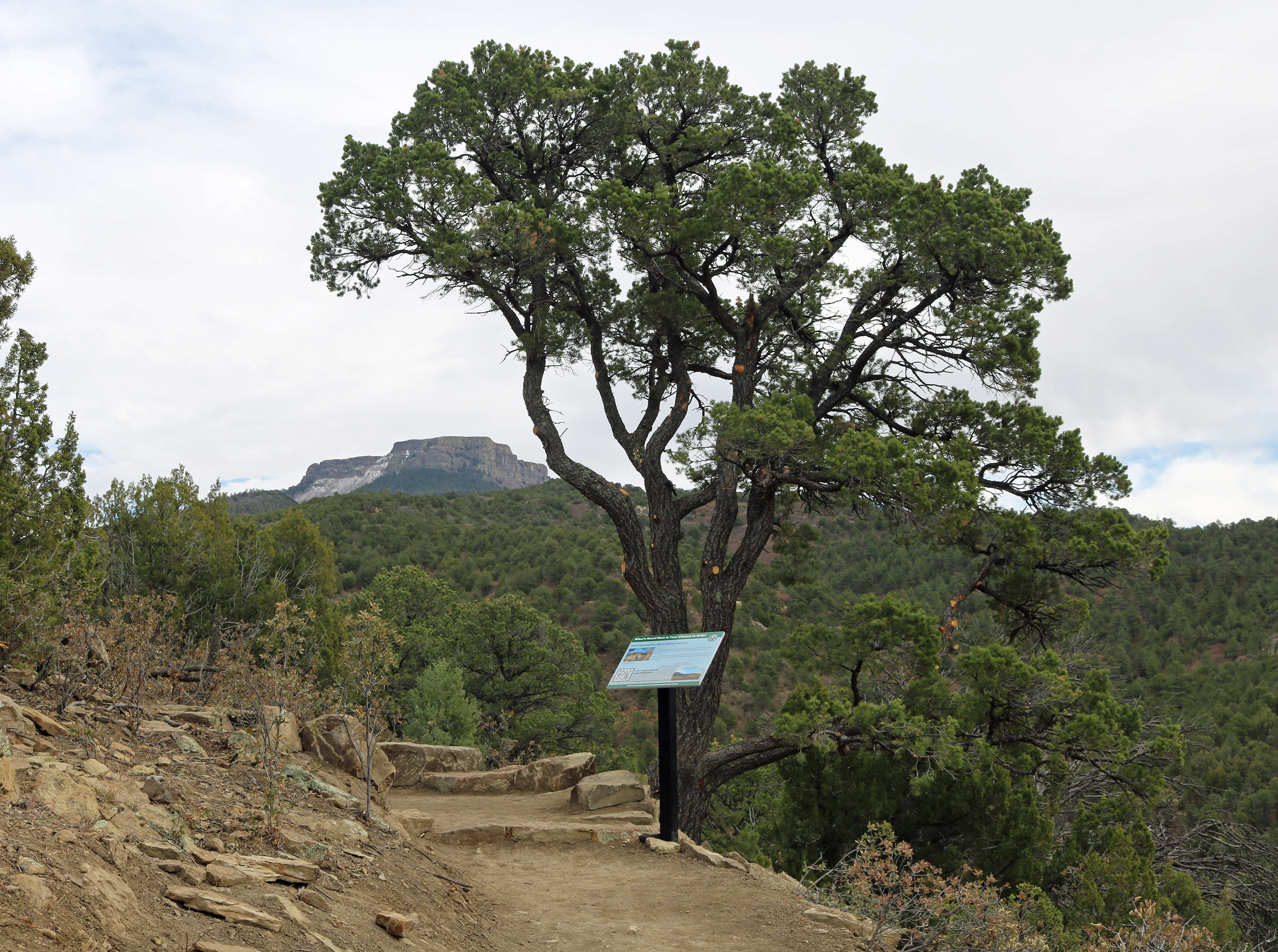 Image of Colorado Pinyon