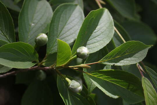 Imagem de Stewartia pseudocamellia Maxim.