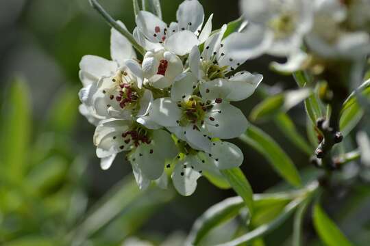 Plancia ëd Pyrus salicifolia Pall.