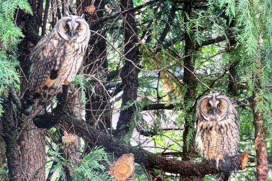 Image of Long-eared Owl