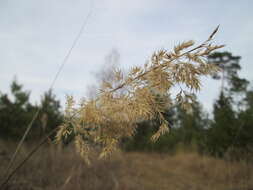 Imagem de Calamagrostis epigejos (L.) Roth