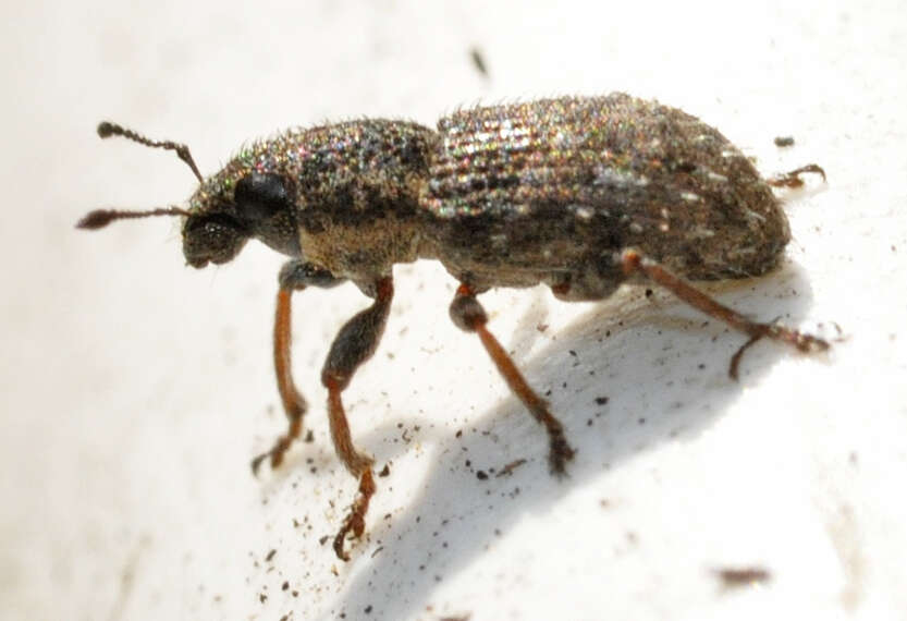 Image of Clover Root Weevil