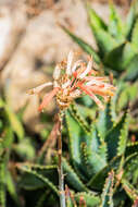 Слика од Aloe perfoliata L.