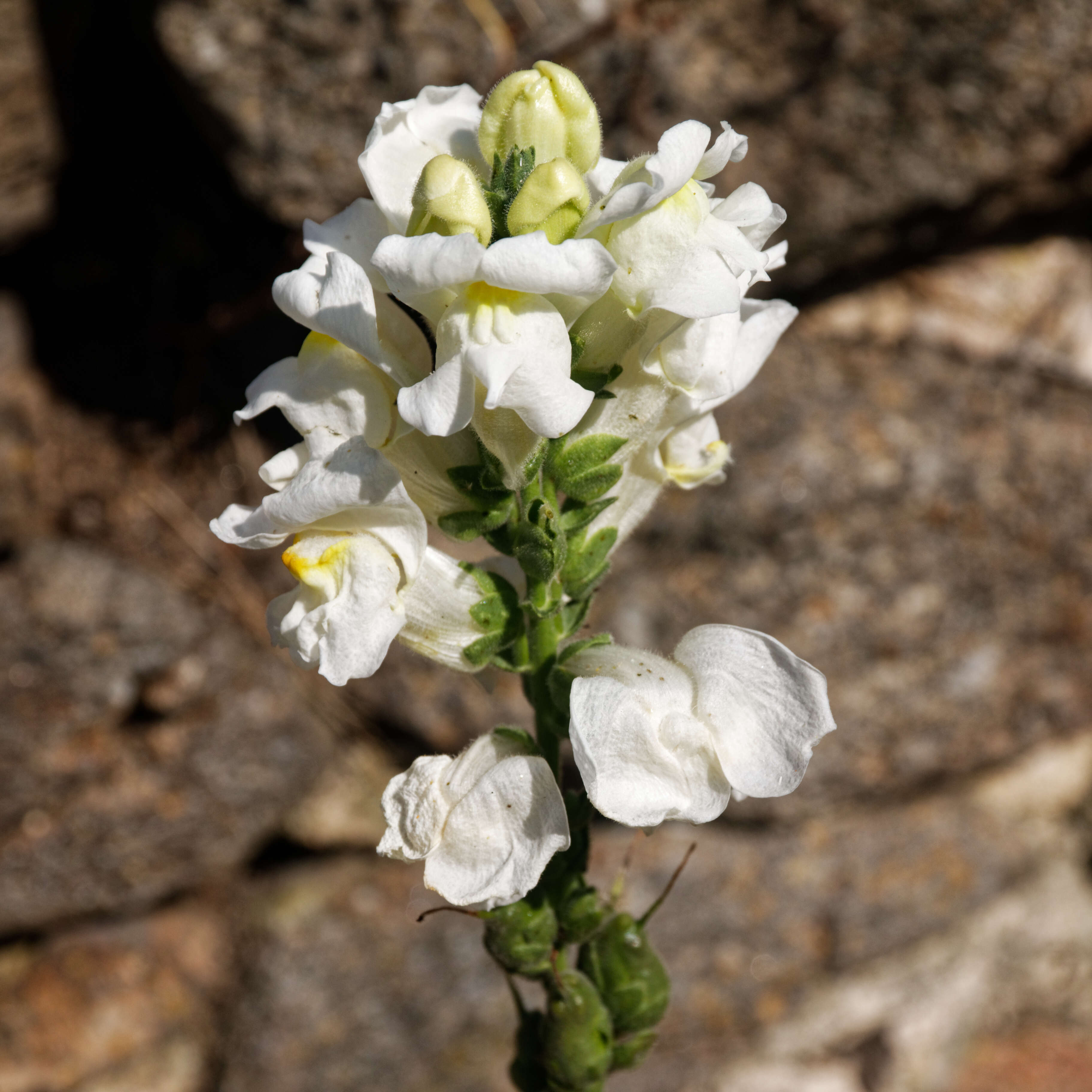 Plancia ëd Antirrhinum majus L.