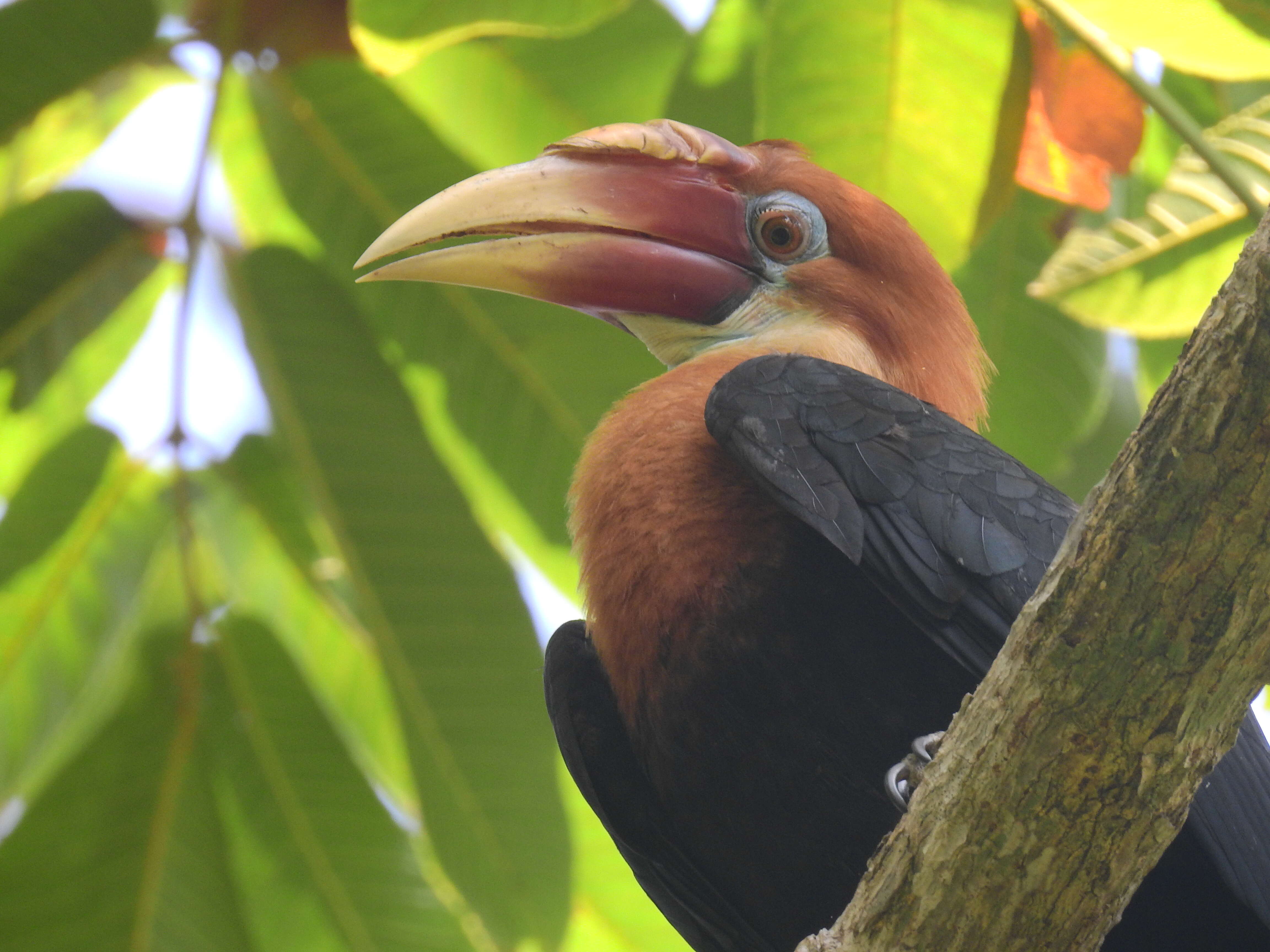 Image of Narcondam Hornbill