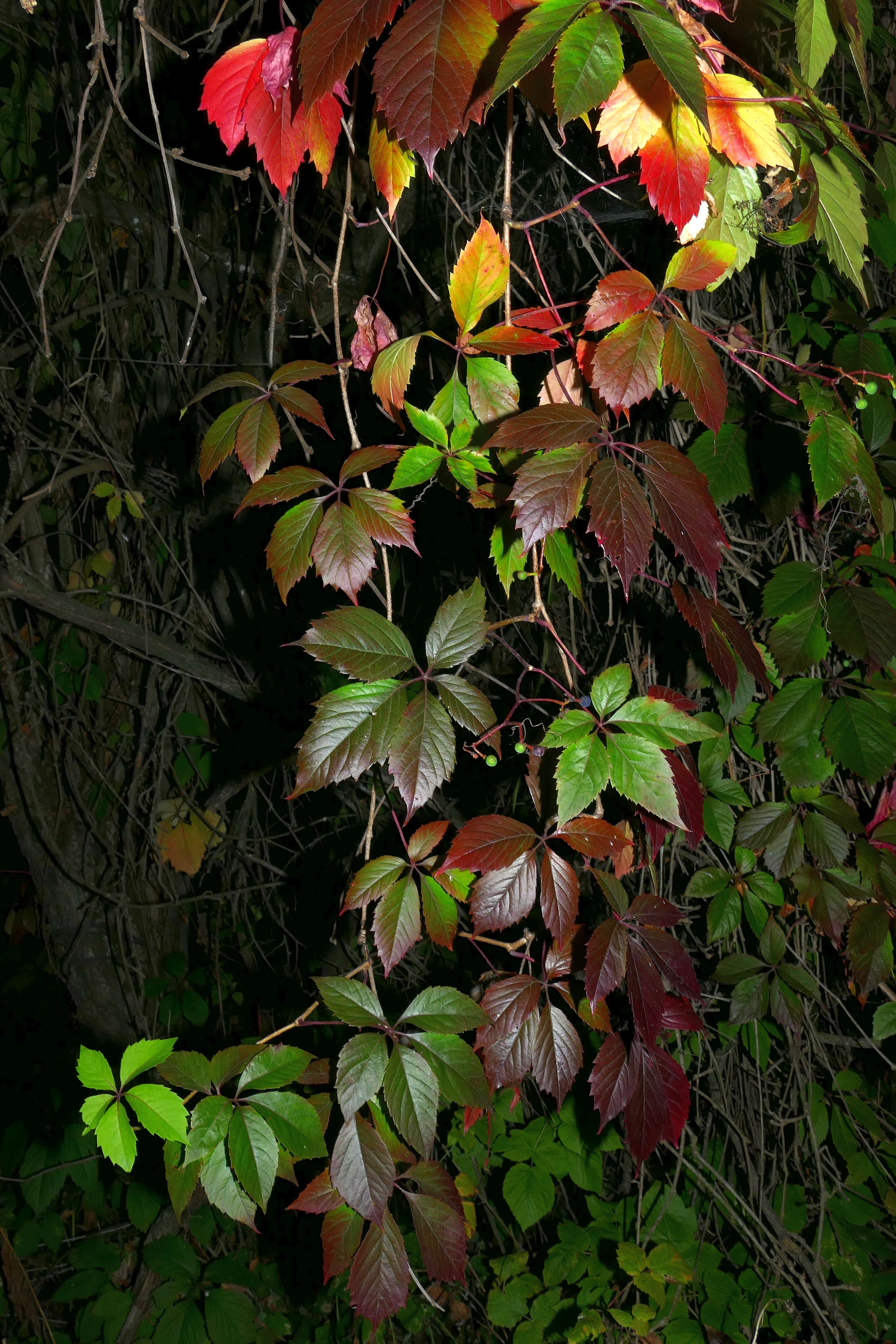 Image de vigne vierge vraie