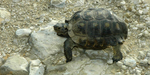 Image of Berlandier's Tortoise