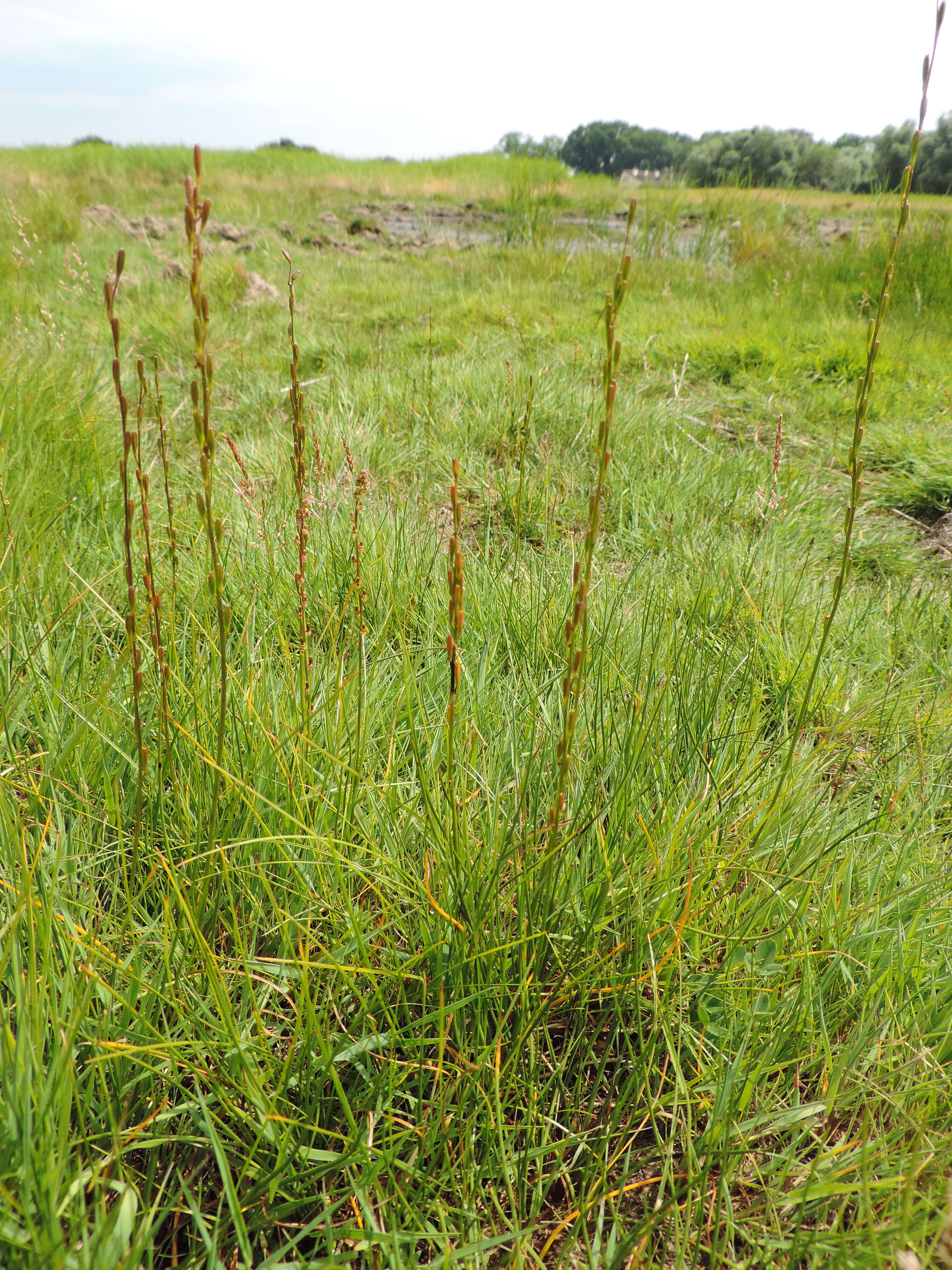 Image of Marsh Arrowgrass