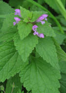 Image of purple archangel