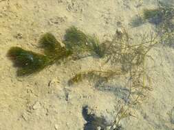 Image of Soft Hornwort