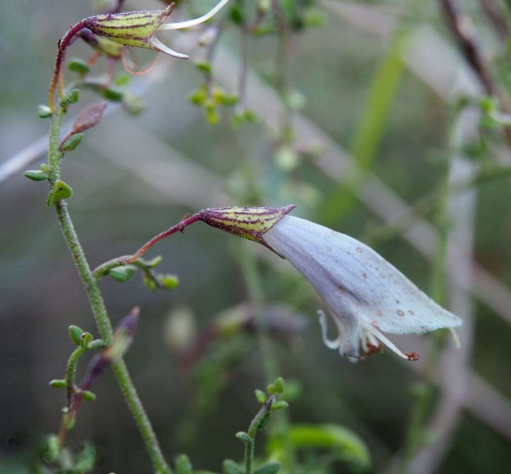 Image of Prostanthera chlorantha (F. Muell.) Benth.