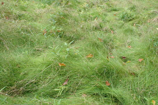 Imagem de Agrostis canina L.