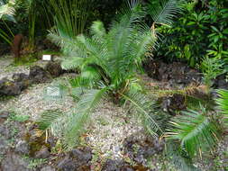 Image of Cycad