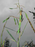 Image of water wattle