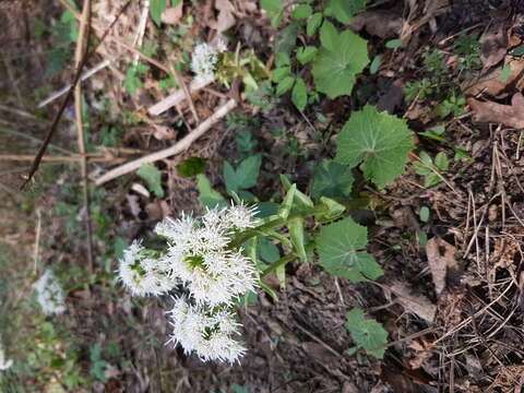 Image of Petasites albus (L.) Gaertn.