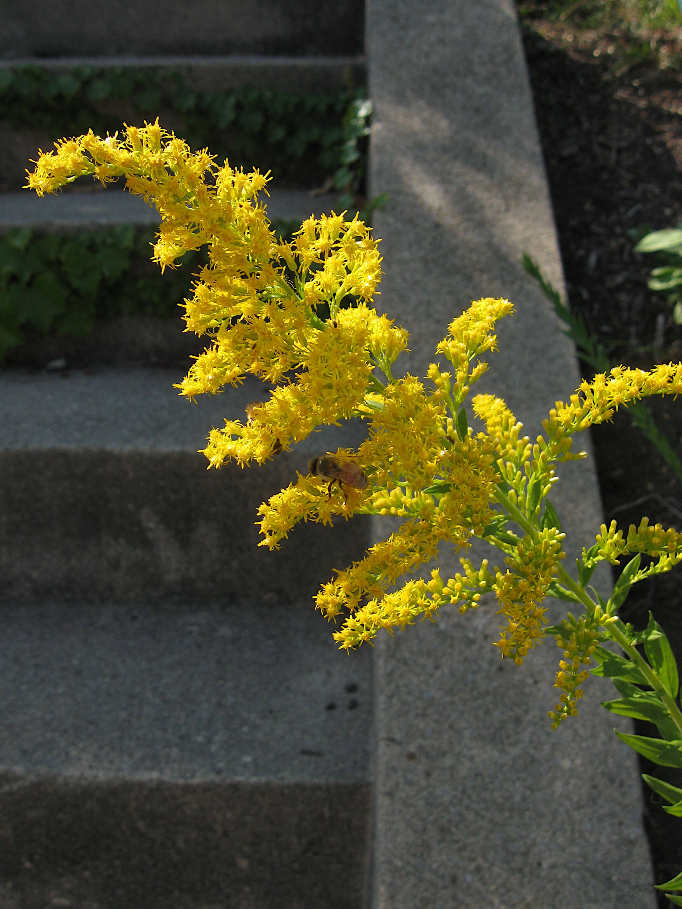 Imagem de Solidago altissima L.