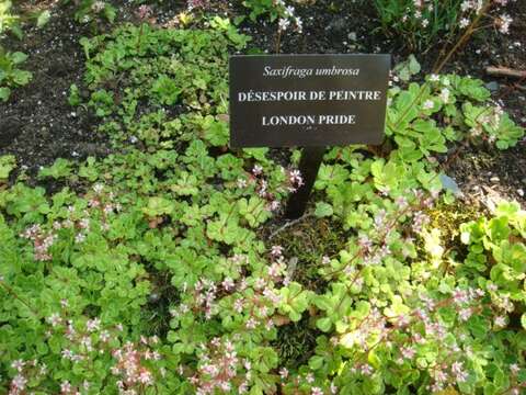 Image of Saxifraga umbrosa L.