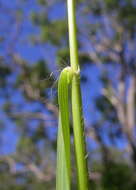 Image of Brown's lovegrass