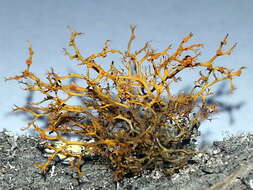 Image of teloschistes lichen