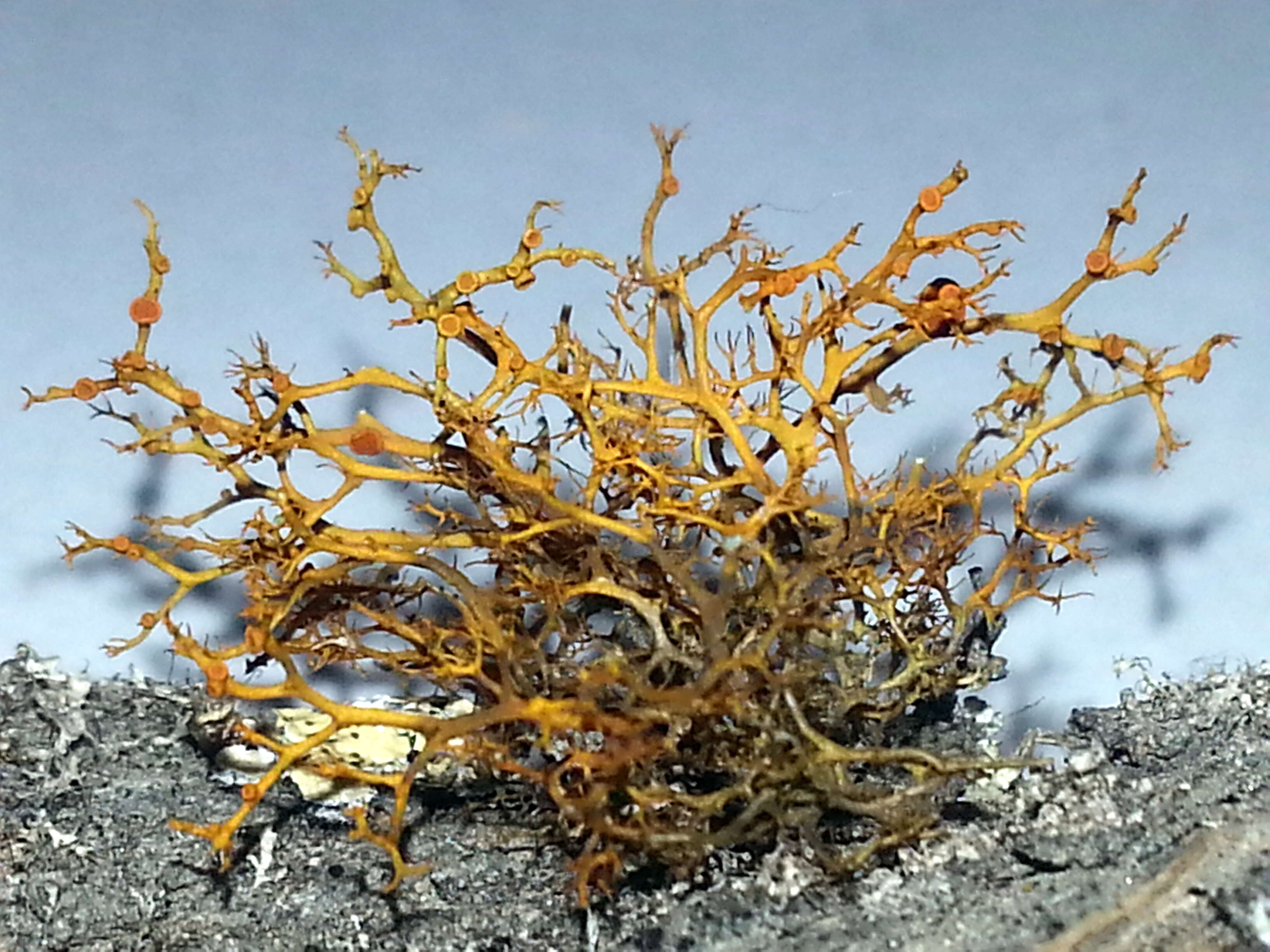 Image of teloschistes lichen