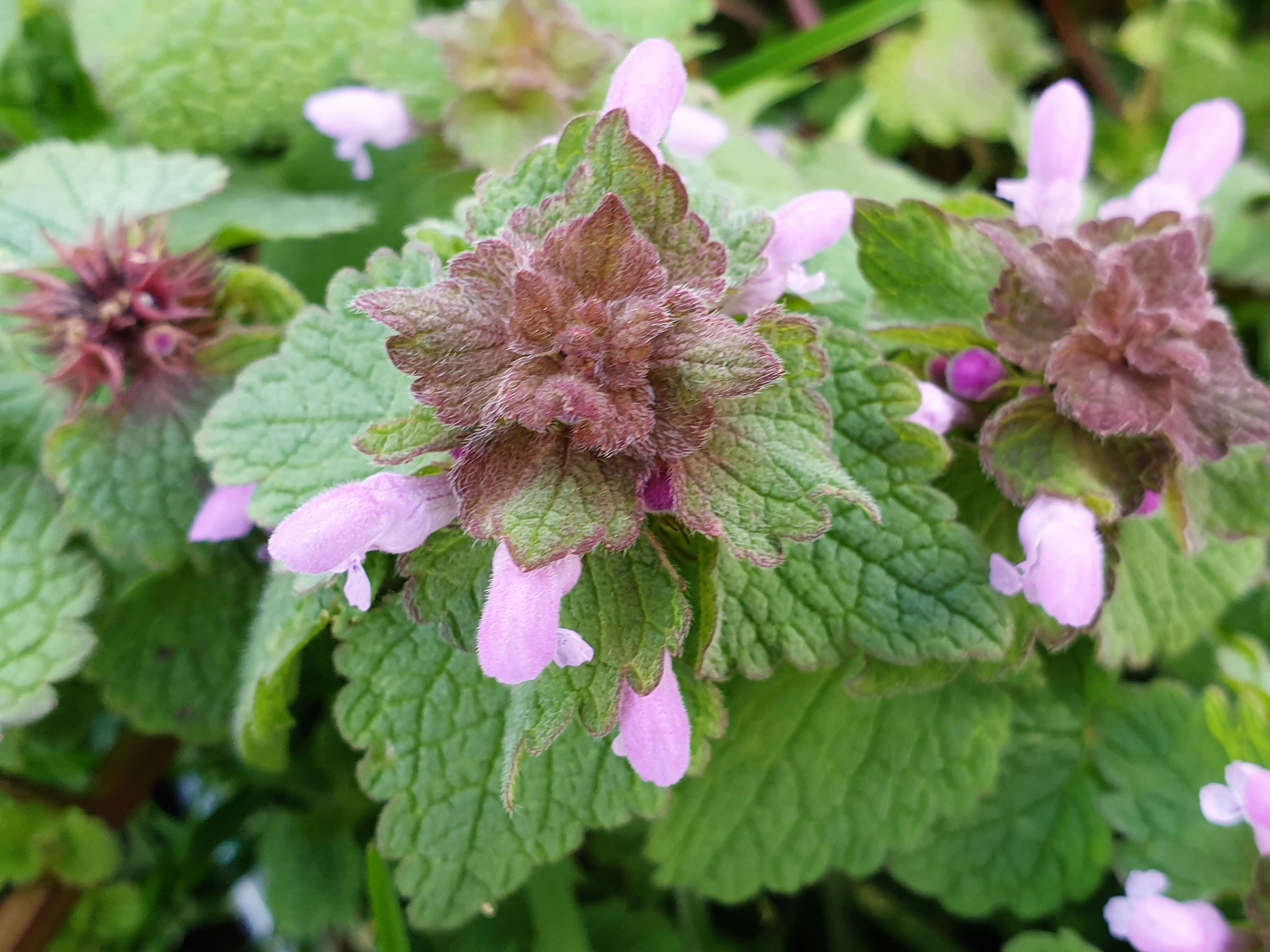 Image of purple archangel