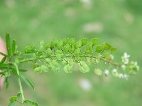 Image of field pennycress