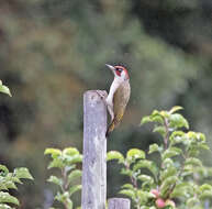 Image of Eurasian Green Woodpecker