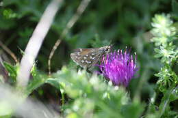 Image of Common Branded Skipper