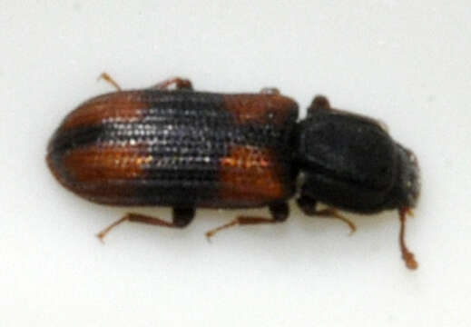 Image of Bark beetle