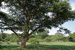 Image of Vachellia sieberiana (DC.) Kyal. & Boatwr.