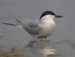 Image of Gull-billed Terns