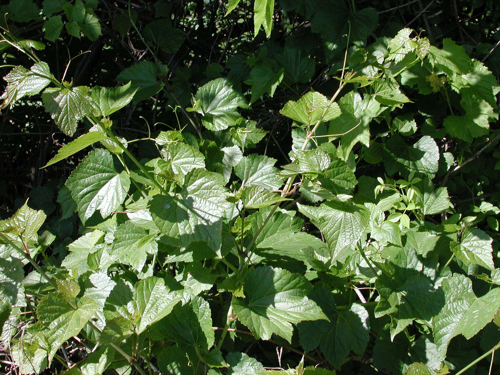 Image of Amur peppervine