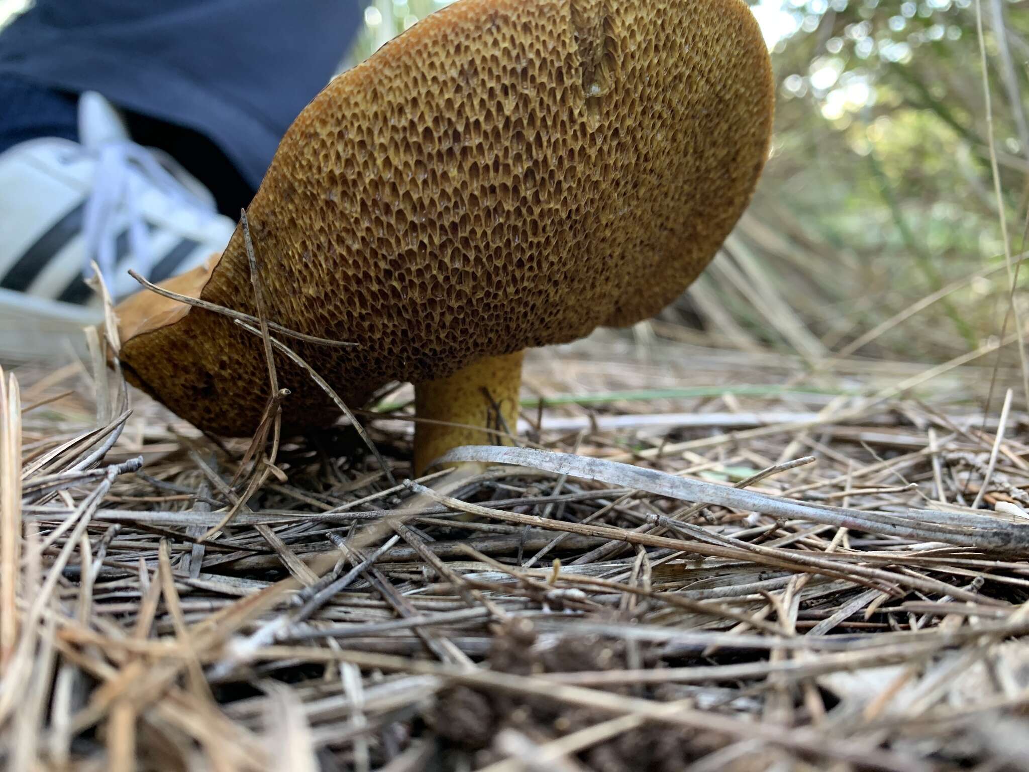 Image of Suillus granulatus (L.) Roussel 1796