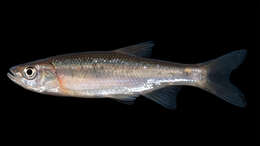 Image of Rosyside Dace