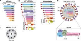 Image of Influenza A virus