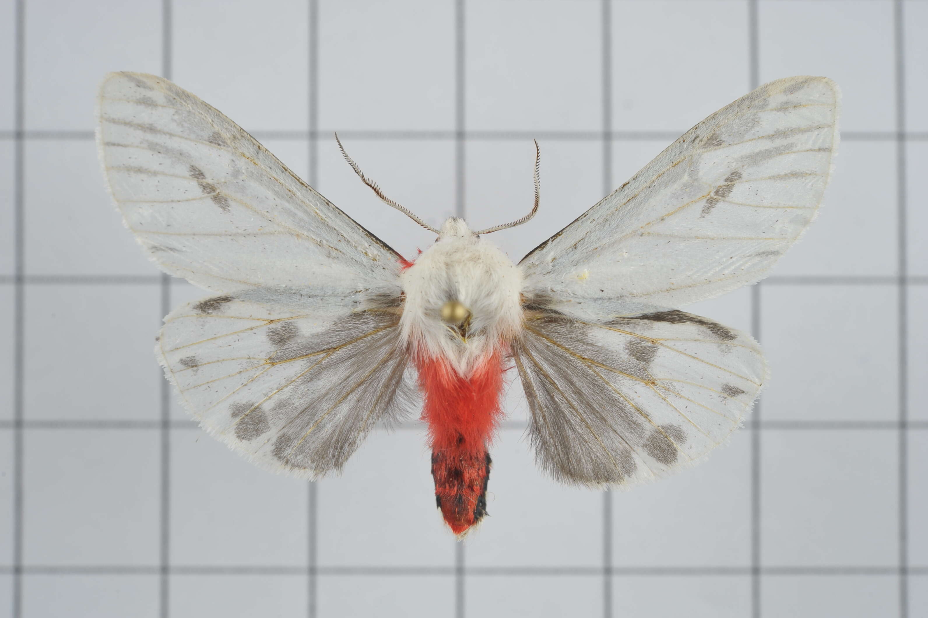 Image of Argyarctia fuscobasalis (Matsumura 1930)