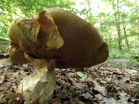 Image of Cep