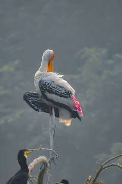 Image of Painted Stork