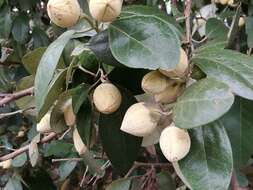 Image of Lagunaria patersonia