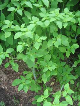 Image of jewelweed