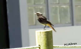 Image of Black Redstart