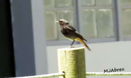 Image of Black Redstart